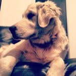 Chuck The Golden - @chuck_the_golden - Instagram