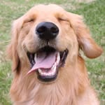 Chuck The Golden - @erinpalmer851 - Instagram