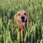 Chuck The Golden Traveler 🌏 - @chuckineurope - Instagram