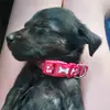 chuckle_the_golden_kelpie - @chuckle_the_golde - TikTok