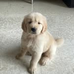 Chucky Boy - @chuck.goldenretriever - Instagram