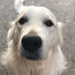 Golden Chuck 🐾 - @golden_chuck1 - Instagram