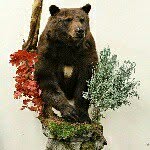 Chuck Hanson - @henrysforktaxidermy - Instagram