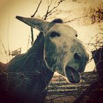 Chuck Hicks - @chuckicks61 - Instagram