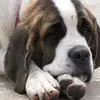 chuckhowell339 - @chuckhowell339 - TikTok