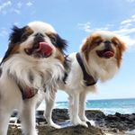 Chuck And Jack - @houseofchins - Instagram