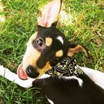 Chuck Jack - @chuck_the_tenterfield - Instagram