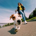 Chuck_jack_russell - @chuck_jack_russell_terrier - Instagram