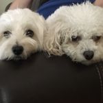 Chuck_Kennedy - @chuck_and_rowdy_kennedy - Instagram
