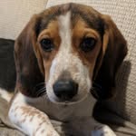 Chuck Leonard Bronson - @chucklenbronson - Instagram