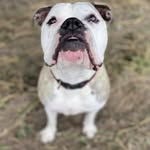 Chuck maher - @moosedog85 - Instagram
