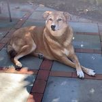 Chuck Marks - @chuck_thedog_norris - Instagram