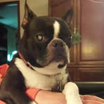 chuck otto - @that_dog_chuck_ - Instagram