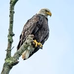 Chuck Peacock - @chuckpeacock6 - Instagram