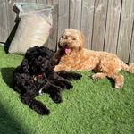 Chuck & Pike - @chuck.and.pike - Instagram