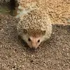 Chucky il riccio 🦔 - @chucky_riccio - TikTok