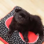 Chuck Sanchez Salazar - @chuckthepomeranian - Instagram