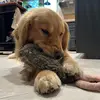 Charley - @chuckschweizer - TikTok