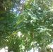 Chuck Shahan - Facebook