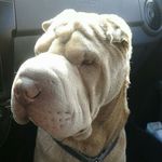 ChuckSharpei - @chuck_the_sharpei - Instagram