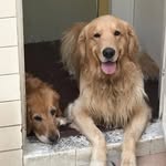 Chuck & Shelby - @theadventuresofchuckandshelby - Instagram
