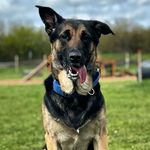 Chuck the german shepard/ mali 🐶 - @chuck._german_shepard - Instagram
