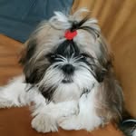 צ'אקי השיצו - @chucky_the_shihtzu - Instagram
