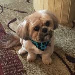 Charlie - @chuck_chuck_the_shihtzu - Instagram