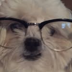 Charlie Brown Murphy - @chuck.the.shihtzu - Instagram