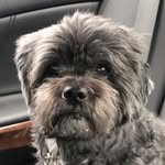 Charlie The Shih Apso - @chucktheshihpup - Instagram