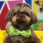 Chuck 👑 - @chuck_shihtzu - Instagram