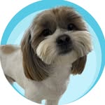 Chuck - @chuck.shihtzu - Instagram