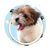 Chuck - @chuck.shihtzu - TikTok