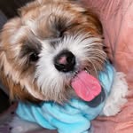 Chuck - @chuck.shihtzureserva - Instagram