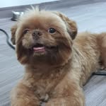 Chuck - @chuck_the_shih - Instagram