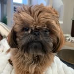 Chuck - @chuck_theshihtzu - Instagram