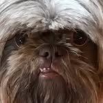 Chuck - @chucktheshihtzu - Instagram