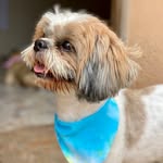Chuck🐾 - @itschucktheshihtzu - Instagram
