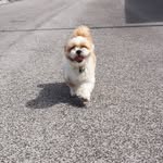 Chuck Norris - @chucknorris.shihtzu - Instagram
