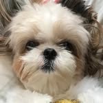 ~Chuck~ - @shihtzu_chuck - Instagram
