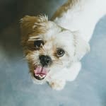 Chuck the shihpoo - @chuck_the_shihpoo - Instagram