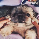 Chuckie The Shih Tsu - @angkongchuckie - Instagram