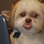 🐾Chucky 🐾 featuring my 2 nephews Brew & Thor - @chuckblue_theshihtzu - Instagram