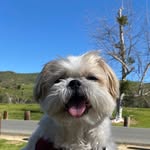 Chucky fka Chebu - @chuckychebu_shihtzu - Instagram