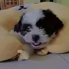 chucky Tan🐶 - @chucky_shihtzu - TikTok