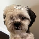 Chucky the One Eyed Shih Tzu - @one.eyed.chuck - Instagram