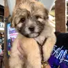 chucky.theprettyboy - @chucky.shihpoo - TikTok