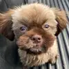Life with chuckie - @chucktheshihtz - TikTok