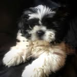 Mr. Chuck - @chuckelshihtzu - Instagram