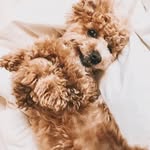 CHESTER | Moodle - @chesterchuckshore - Instagram